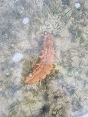 Stichopus naso
