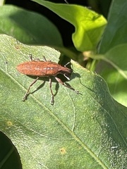 Lixus concavus