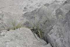 Tillandsia latifolia
