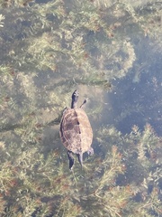 Graptemys pseudogeographica