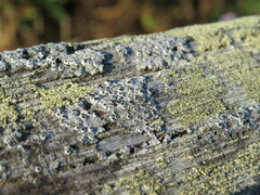 Pseudothelomma occidentale