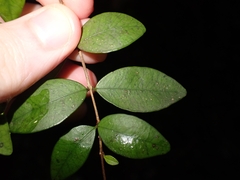 Metrosideros fulgens