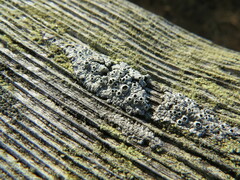 Pseudothelomma occidentale