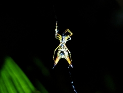 Micrathena brevipes