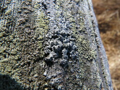 Pseudothelomma occidentale