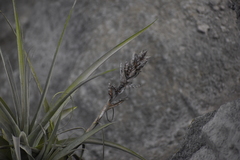 Tillandsia latifolia