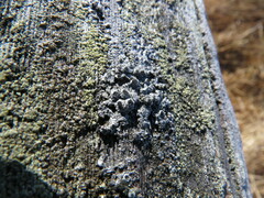 Pseudothelomma occidentale