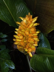 Calathea