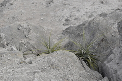 Tillandsia latifolia