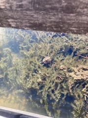 Graptemys pseudogeographica