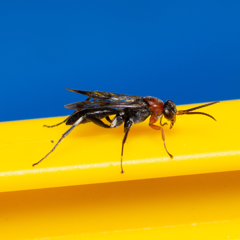 Epipompilus aztecus