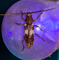 Enaphalodes taeniatus