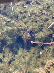 Graptemys pseudogeographica