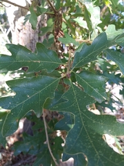 Quercus gambelii