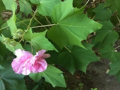 Hibiscus mutabilis