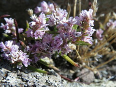 Polygonum spergulariiforme