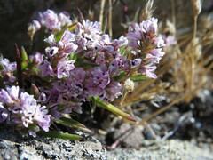 Polygonum spergulariiforme