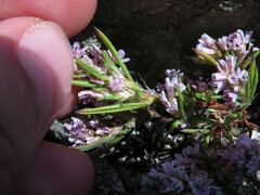 Polygonum spergulariiforme
