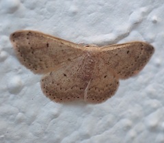 Idaea eugeniata