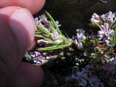 Polygonum spergulariiforme