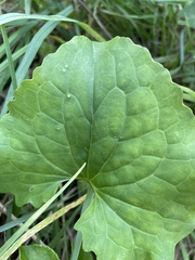 Arnoglossum atriplicifolium