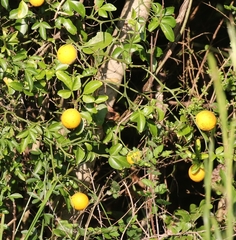 Citrus trifoliata