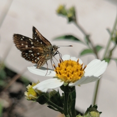 Piruna aea