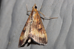Pyrausta californicalis