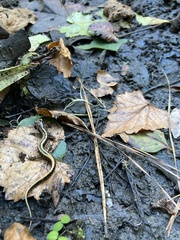 Eurycea guttolineata