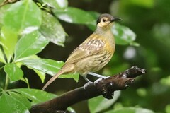 Xanthotis macleayanus
