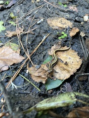 Eurycea guttolineata