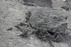 Loxanthocereus acanthurus