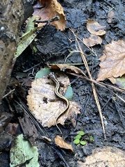 Eurycea guttolineata