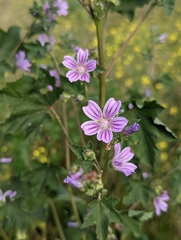 Malva multiflora