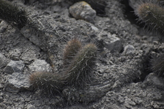 Loxanthocereus acanthurus