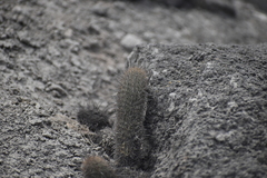 Loxanthocereus acanthurus