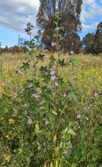 Malva multiflora