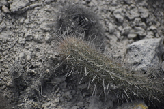 Loxanthocereus acanthurus