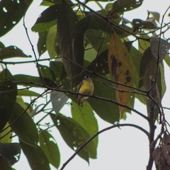 Myiotriccus ornatus