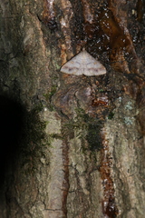 Renia flavipunctalis