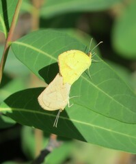 Abaeis mexicana