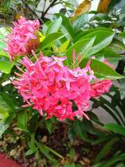 Ixora