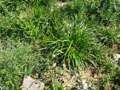 Chlorophytum triflorum