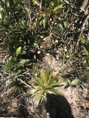 Eriocaulaceae