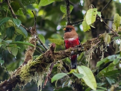 Trogon personatus