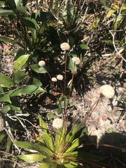 Eriocaulaceae