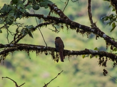 Trogon personatus