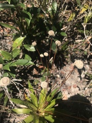 Eriocaulaceae