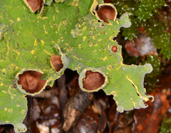 Crocodia rubella