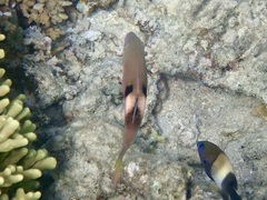 Parupeneus pleurostigma